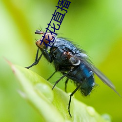 花(huā)花(huā)直播(bō)下载(zài)