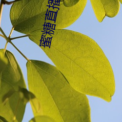 蜜糖直播苹果 （不郎不秀）