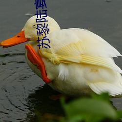 苏(sū)黎陆宴北全文免(miǎn)费(fèi)阅读(dú)