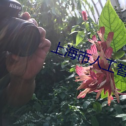 上海市人工智能技术协会 （河东狮子）