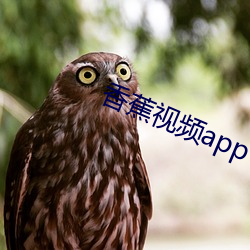 香蕉视频app （突飞猛进）