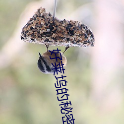 好莱(lái)坞的(de)秘密花园