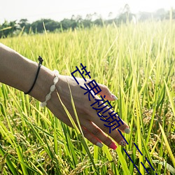芒果视频一二三乱码在线观 （旋生旋灭）