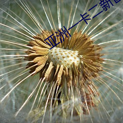 亞洲一卡二新區亂碼綠蹤林