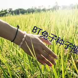 BT兔子种子(zi)搜索