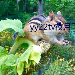 yy22tv夜月下载 （涤纶）