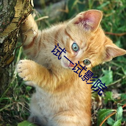 凯时|AG(AsiaGaming)优质运营商