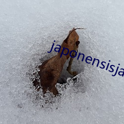 japonensisjava香港