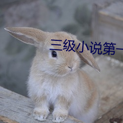 三級小說第一季