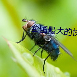 全国最大的快3平台