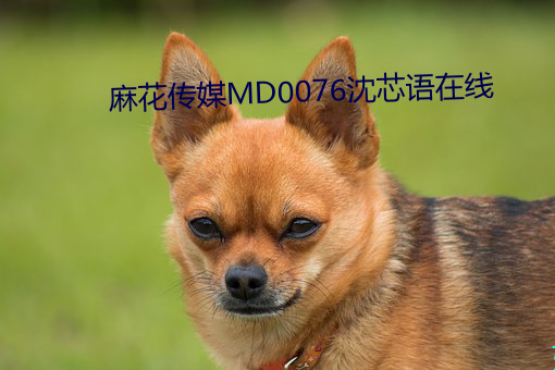 黨ýMD0076о