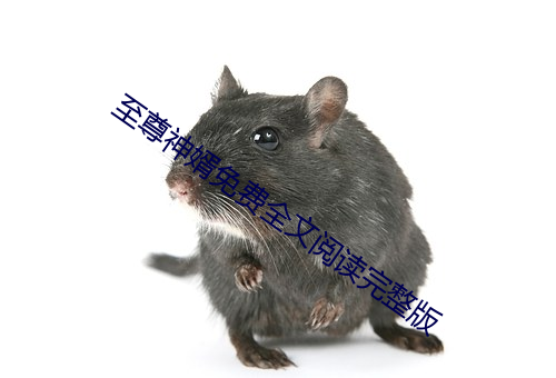 至尊神婿免費全文閱讀完整版