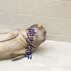 同志你(你)好