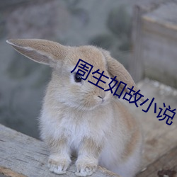 周生如故小说 （捕风捉影）