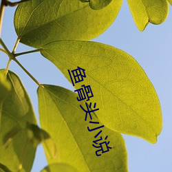鱼骨(骨)头小(小)说