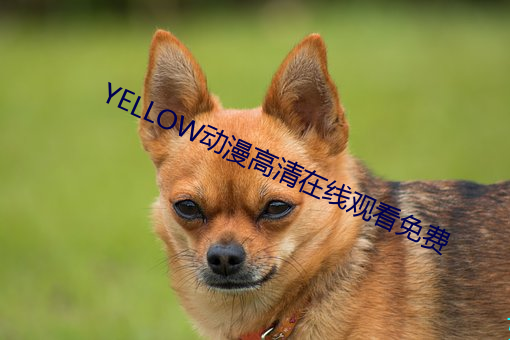 YELLOW动漫高清在线观(guān)看免(miǎn)费