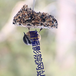 首播影院网站(zhàn)