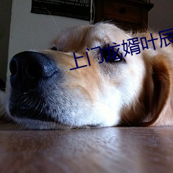 上门龙(lóng)婿叶辰萧初然免(miǎn)费全文阅读