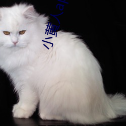 小黄人(rén)app下载