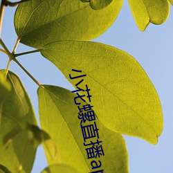 小花(花)螺直播app