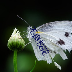 不(不)良校(校)花(花)