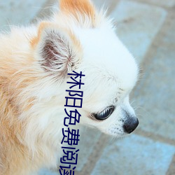 林阳免费阅读