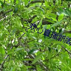 欢心直播(播)新版本