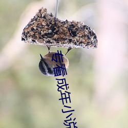 专看成(chéng)年小(xiǎo)说网(wǎng)站