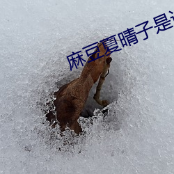 麻豆夏晴子是谁 夏晴子个人简介 （清查）