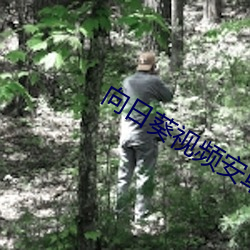 向日葵视频安(安)卓(卓)app免费播放下(下)载