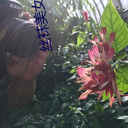 丝袜美女捆绑
