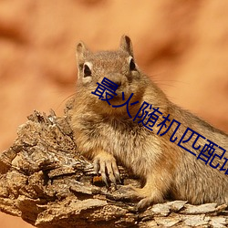 最火随机匹配语音聊天 （食鱼遇鯖）