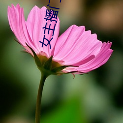 女主(zhǔ)播门(mén)