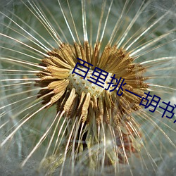 百里(裏)挑一胡书(書)涵(涵)