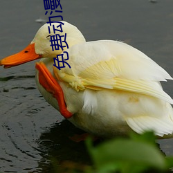 免费动(dòng)漫网(wǎng)站