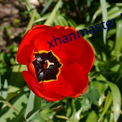 xhanmaster 55