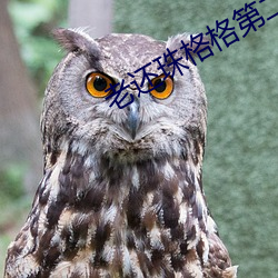 老还珠格(格)格第(第)二部(部)全集从哪