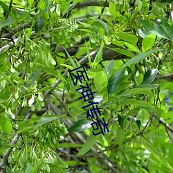 医(醫)神(神)传奇