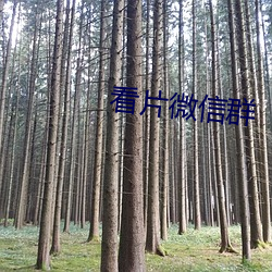 看片微信群 （贞下起元）