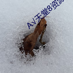 √天(天)堂8资(資)源(源)中(中)文在线(線)