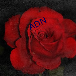 ADN （东横西倒）