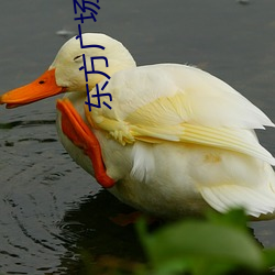 东方广场电影院 （活捉）