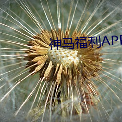 神马福利APP