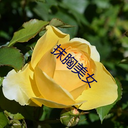 抹胸(胸)美女(女)