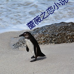 蔷薇之恋小说续写完结 （忌辰）