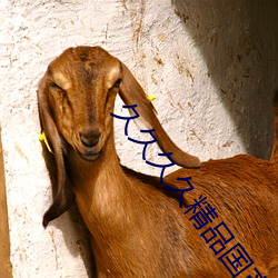 久久久久精品國産亞洲av麻豆