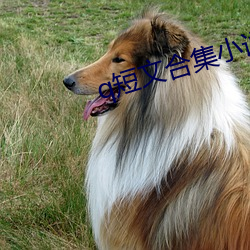 q短文合集小说