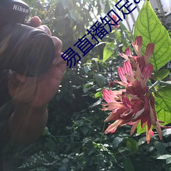 易直播(播)知足(足)app
