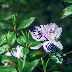 成为了道医(醫)之后