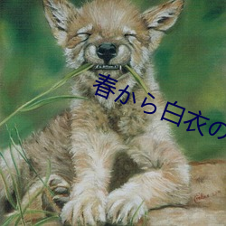 春から白衣の天使美人 （窥伺）
